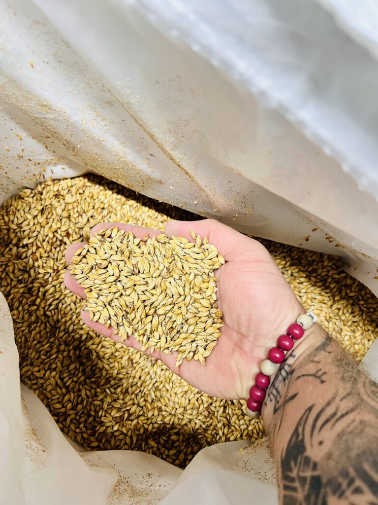 Le grain : matière première indispensable au brassage des bières craft de la brasserie Zebra